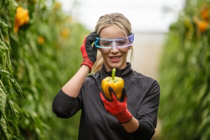 Harvesting bell pepper in Almería greenhouse with AI glasses